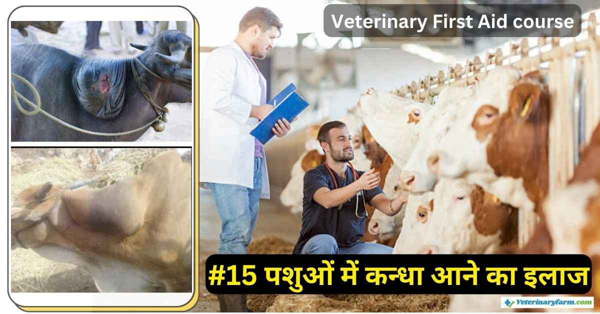 जानिए पशुओं में कन्धा आने का इलाज – Yoke Gall treatment in animals पशुओं में कंधा आने का इलाज