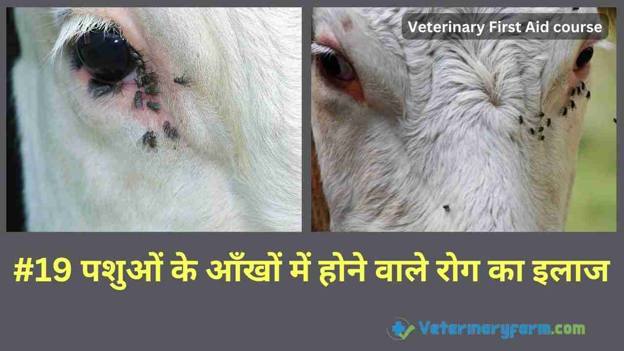 जानियें गाय भैंस की आँखों के रोग का इलाज गाय भैंस की आँखों के रोग का इलाज