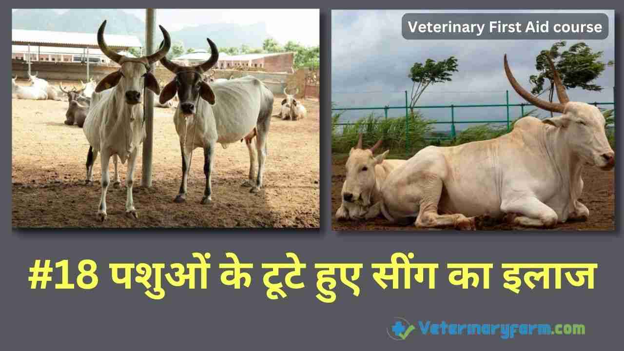 जानियें पशुओं के टूटे हुए सींग का इलाज – Treatment of Cattle Broken Horn पशुओं के टूटे हुए सींग का इलाज