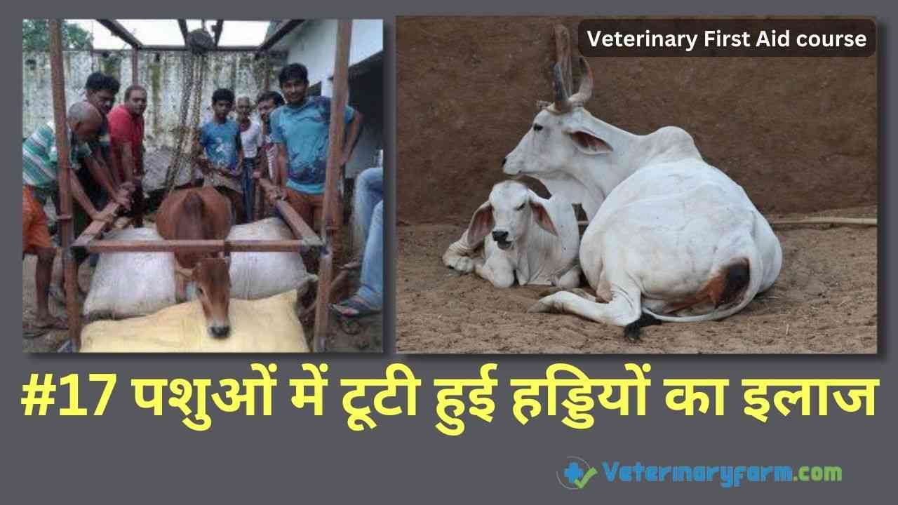 जानियें पशुओं की हड्डी टूटने का इलाज – Treatment of Fractures in Animals पशुओं में टूटी हुई हड्डियों का इलाज