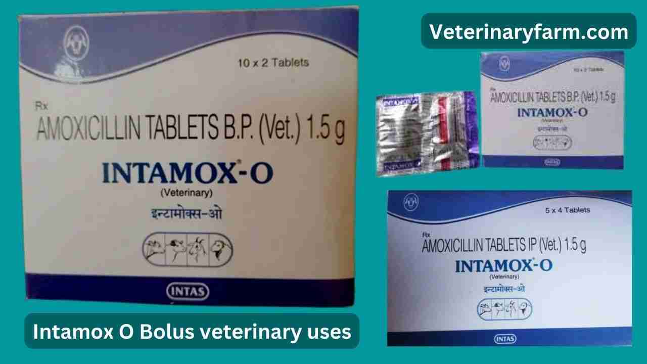 Intamox O Bolus use, price, dose, and composition Intamox O Bolus