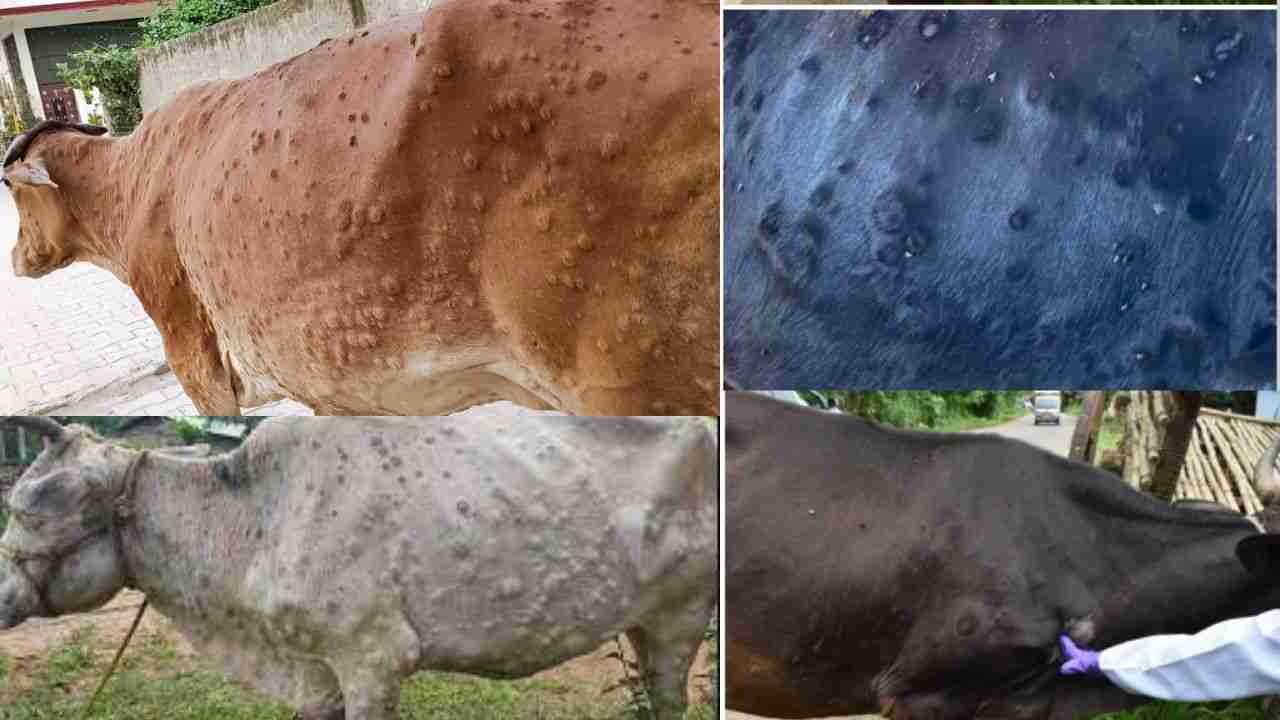 लम्पी स्किन डिजीज क्या है? | Lumpy skin disease in Hindi Lumpy skin disease in hindi