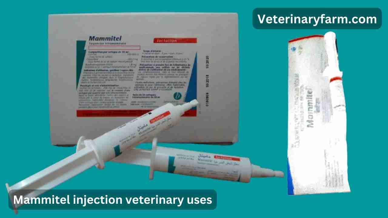 Mammitel syringe use, price, dose, side effects, and composition Mammitel syringe