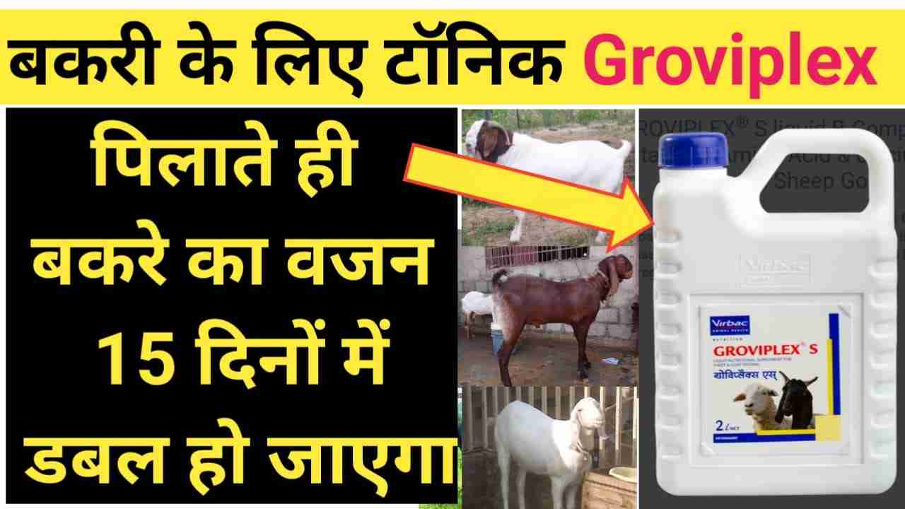 जानिए बकरे का वजन कैसे बढ़ाएं ? bakare ka vajan kaise badhaen