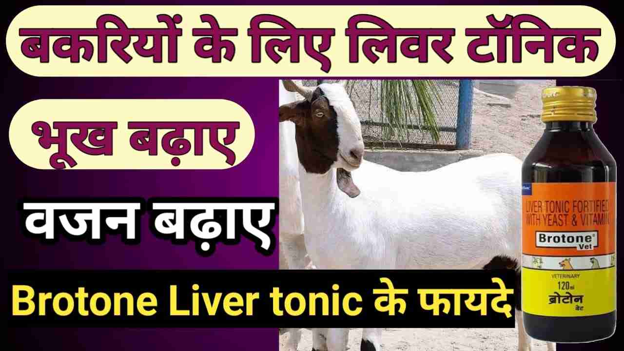 जानिए बकरियों के लिए ब्रोटोन लिवर टॉनिक के फायदे और उपयोग bakaree ka leevar tonik