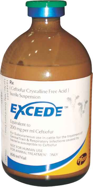 excede injection for cattle dogs