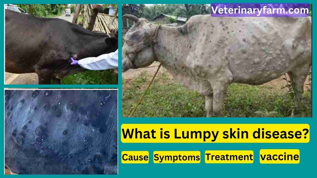 What Is Lumpy Skin Disease Veterinary Farm 5923