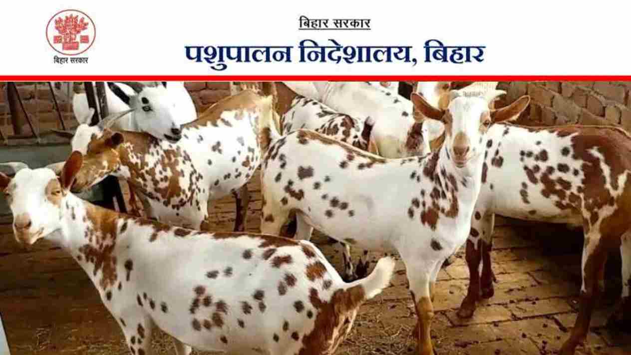 Goat Farm Scheme: बकरी पालन से होगा मोटा मुनाफा, सरकार कर रही मदद, फटाफट करें आवेदन Goat Farm Scheme