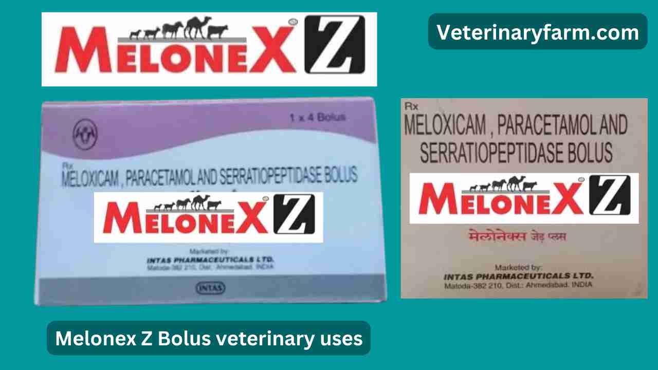 Melonex Z Bolus use, price, dose, side effects, and composition Melonex z Bolus use