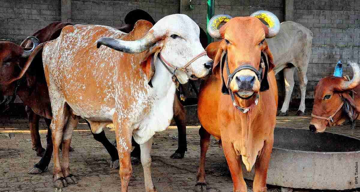 Dairy Farming rathi cow