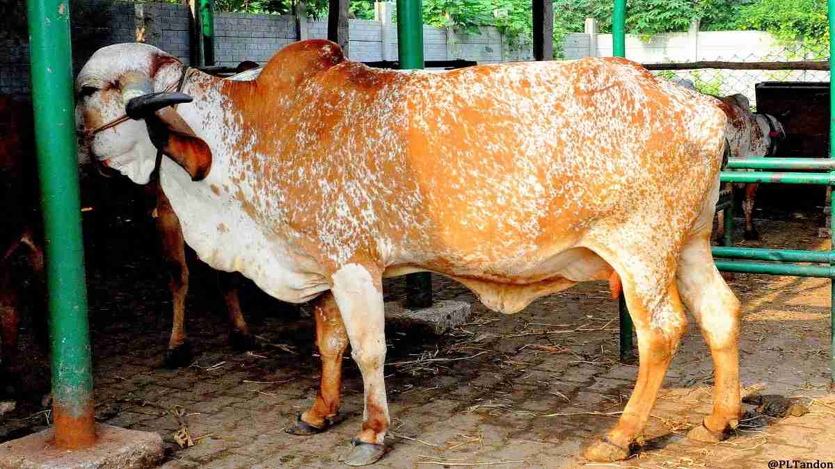 rathi cow
