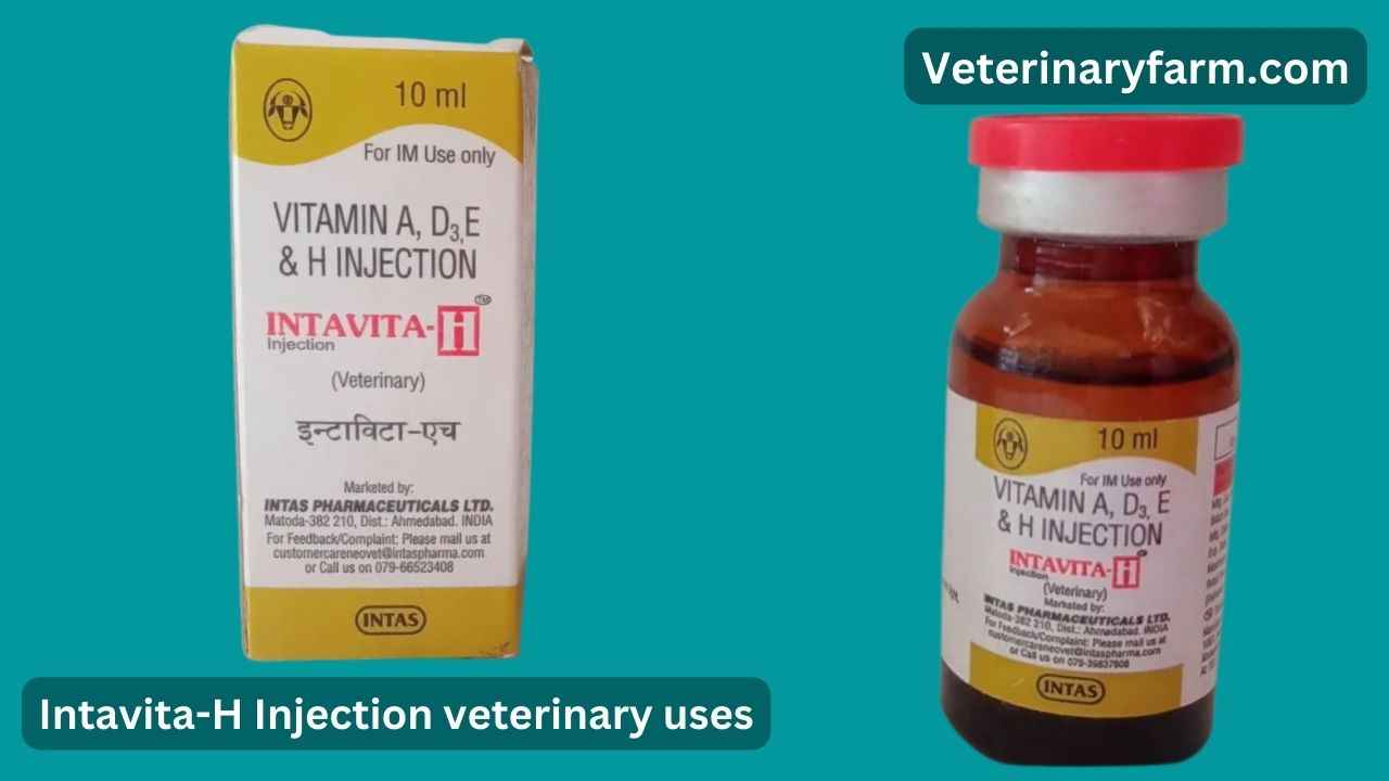 Intavita-H injection uses, price, dose, side effects, and composition Intavita-H injection uses