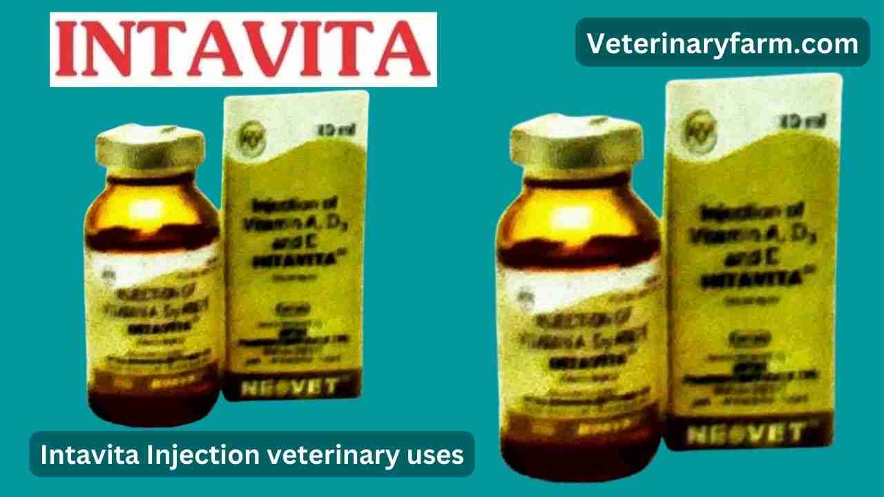 Intavita injection uses, price, dose, side effects, and composition Intavita injection uses