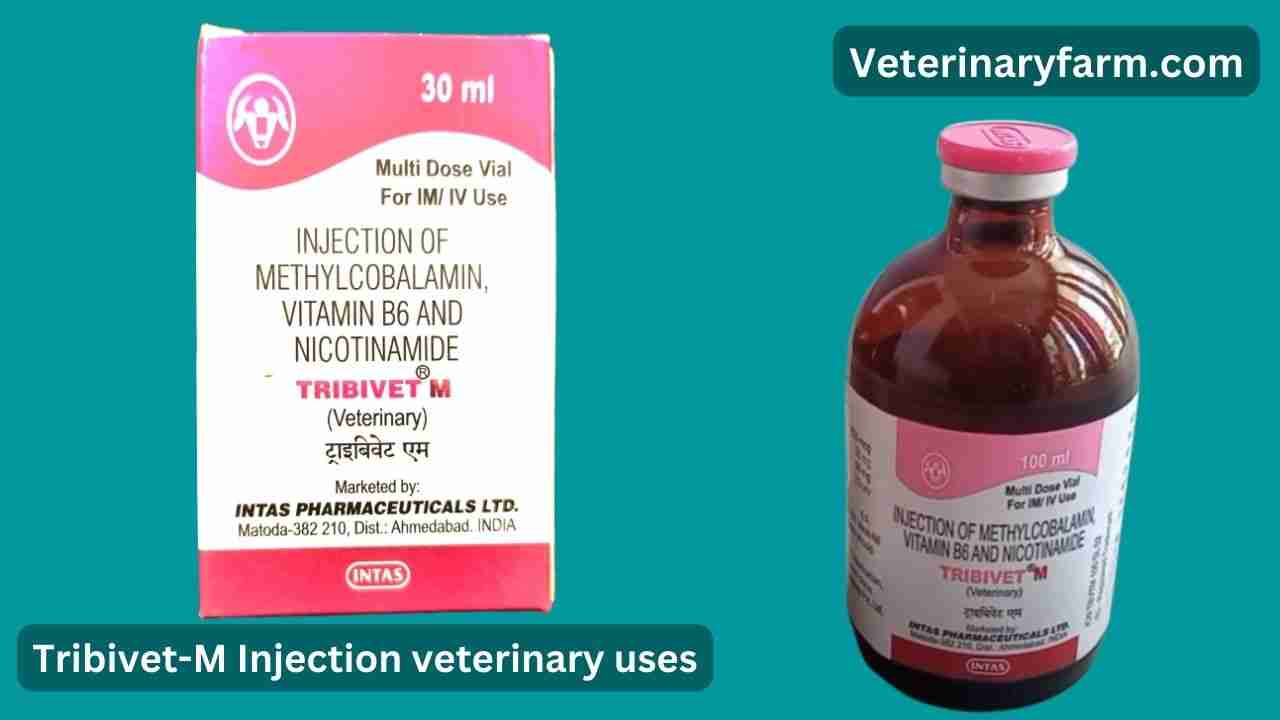 Tribivet-M injection uses, price, dose, side effects, and composition Tribivet-M injection uses