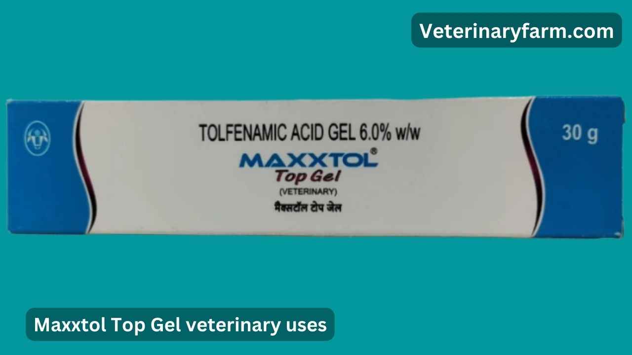 Maxxtol Top Gel uses, price, dose, side effects, and composition maxxtol top gel uses