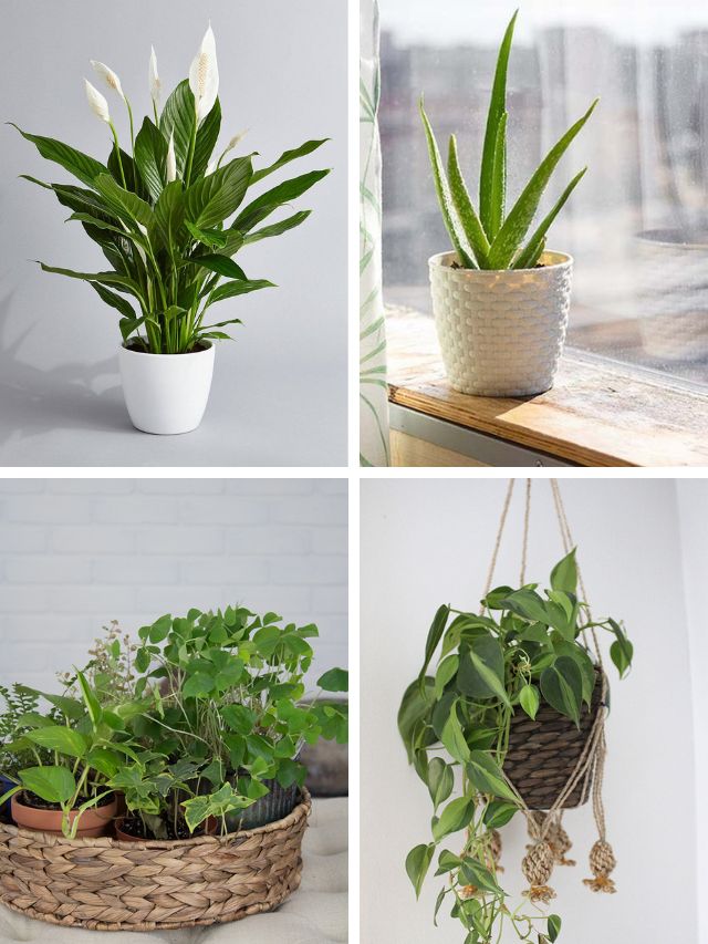 10 Best Air Purifying Houseplants