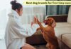 6 Best dog breeds for first time owners Best dog breeds for first time owners