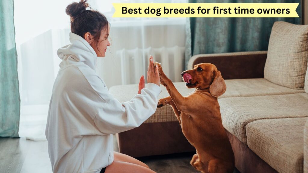 Best dog breeds for first time owners