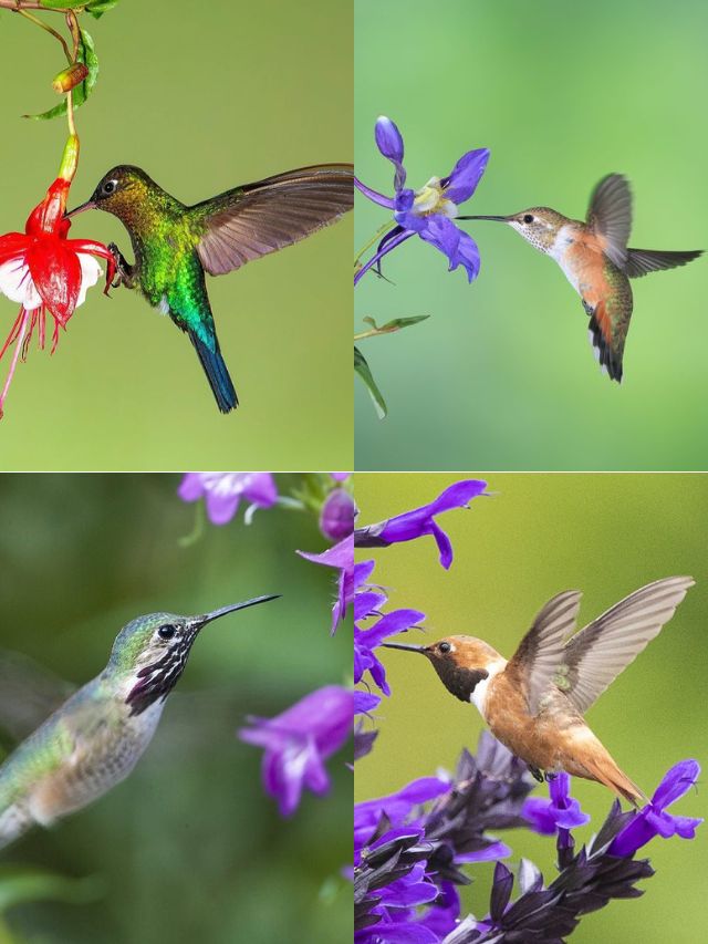 10 Flowers For Attracting Hummingbirds